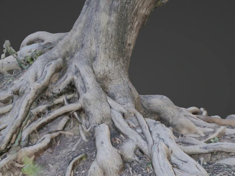 Uprooted tree 3D Model