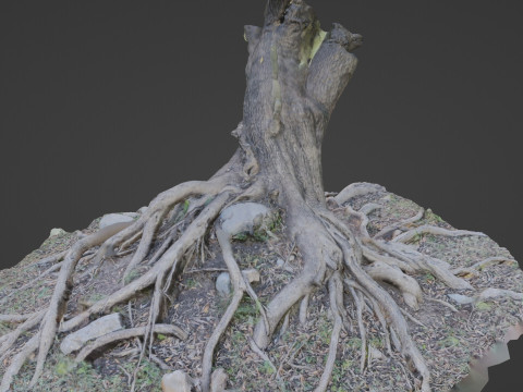 Uprooted tree 3D मॉडल