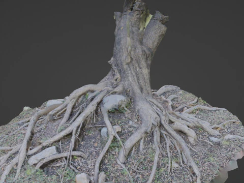 Uprooted tree 3D Model