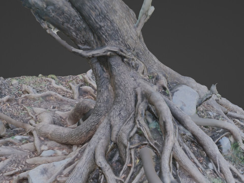 Uprooted tree 3D मॉडल
