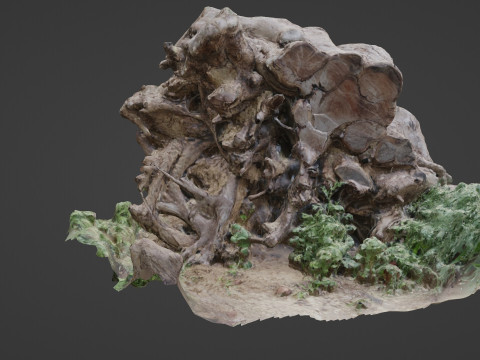 Cutted trunk roots 3D Model