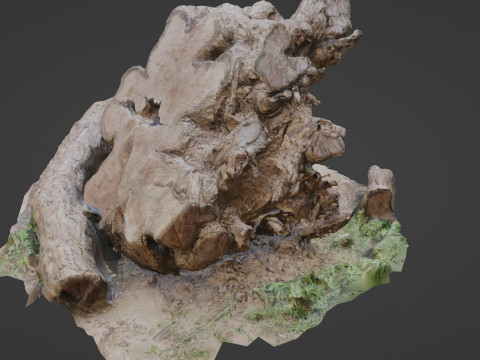 Cutted trunk roots 3D Model