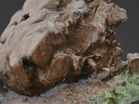Cutted trunk roots 3D Model