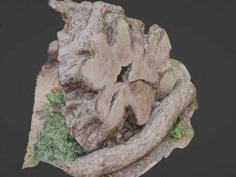 Cutted trunk roots 3D Model
