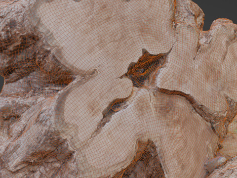 Cutted trunk roots 3D Model