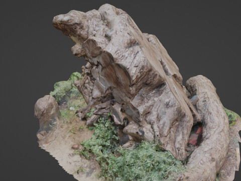 Cutted trunk roots 3D Model