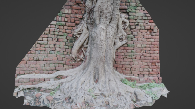 Tree with Wall 3D मॉडल .c4d .max .obj .3ds .fbx .stl .blend 