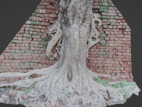 Tree with Wall Model 3D