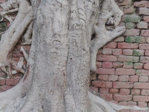 Tree with Wall 3D मॉडल