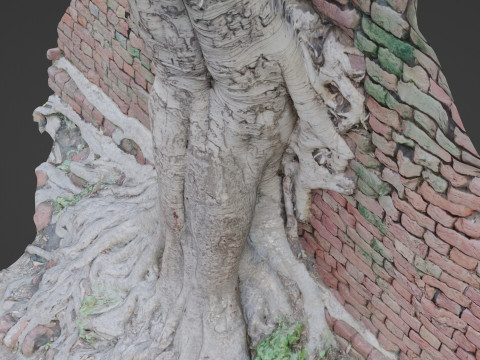 Tree with Wall 3D मॉडल
