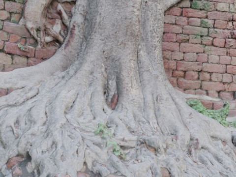 Tree with Wall 3D मॉडल