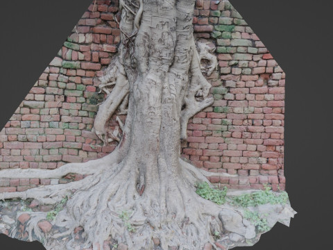 Tree with Wall 3D मॉडल