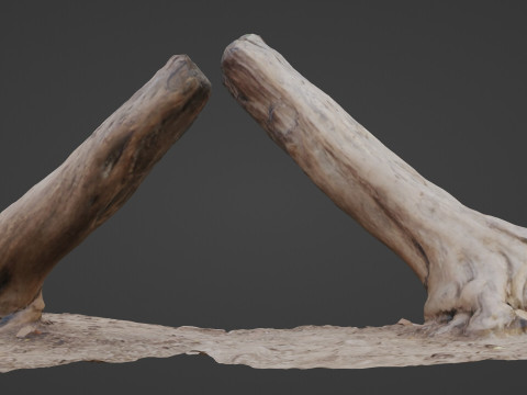 Scan trunk 3D 모델