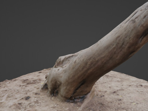 Scan trunk Model 3D
