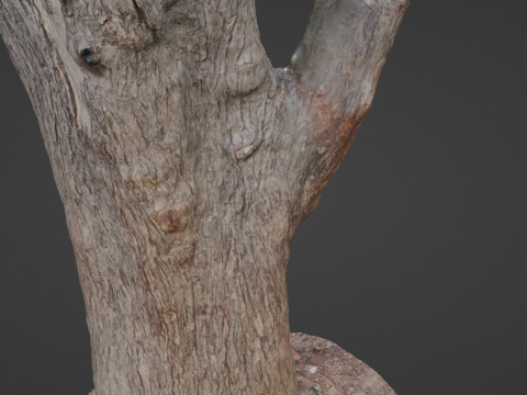 Tree Modèle 3D
