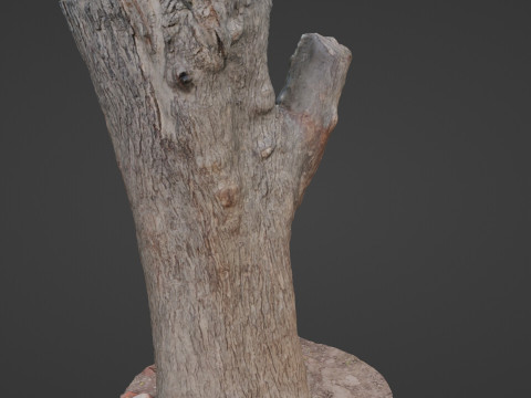 Tree Modèle 3D