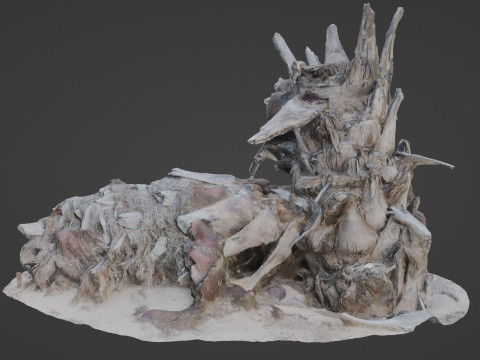 Abandoned palm tree Modelo 3D