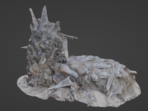 Abandoned palm tree Modelo 3D