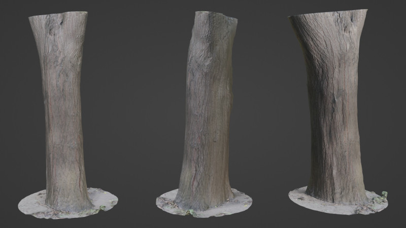Tree Trunk bark scan 3D Model .c4d .max .obj .3ds .fbx .stl .blend
