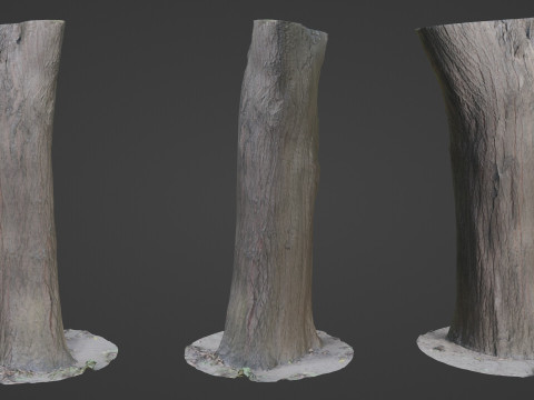 Tree Trunk bark scan 3D मॉडल