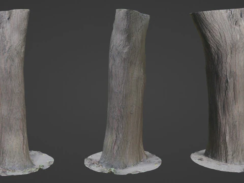 Analyse de l'&eacute;corce d'un tronc d'arbre Modèle 3D