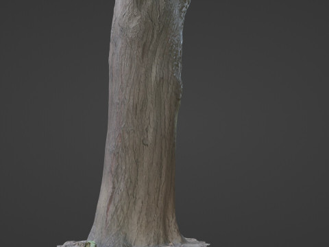 Tree Trunk bark scan 3D Model