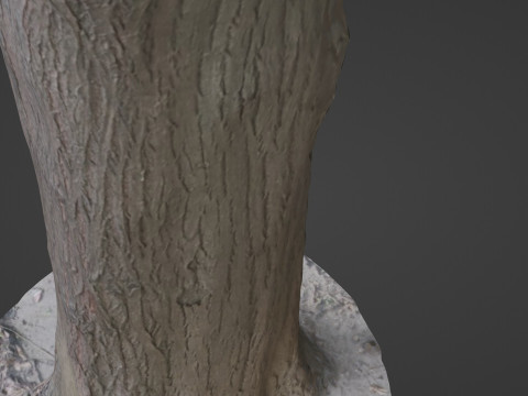 Tree Trunk bark scan 3D Model