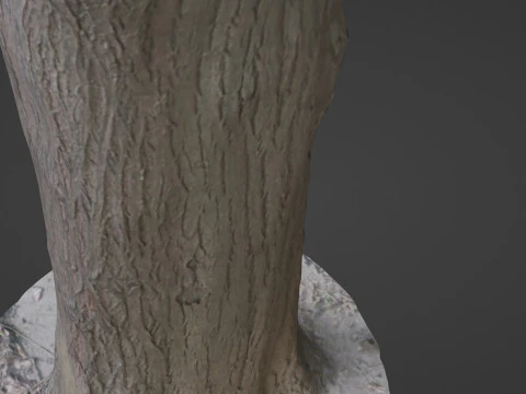 Tree Trunk bark scan 3D Model