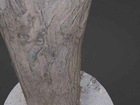 Tree Trunk bark scan 3D Model