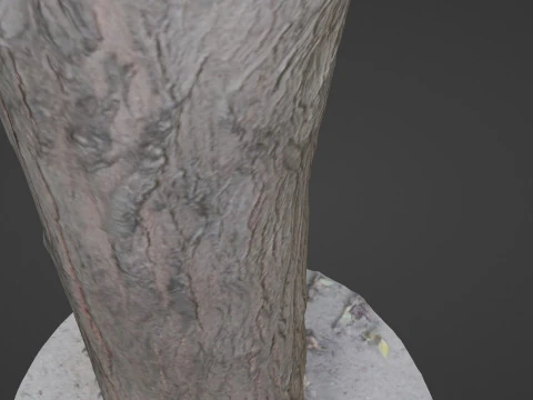 Tree Trunk bark scan 3D Model