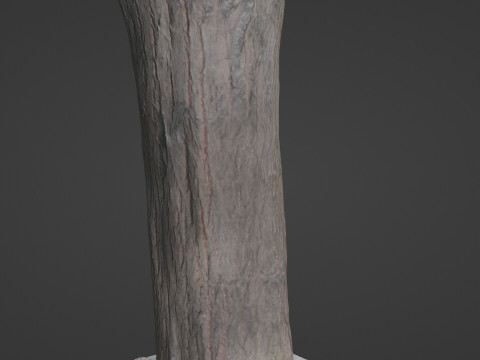 Tree Trunk bark scan 3D Model
