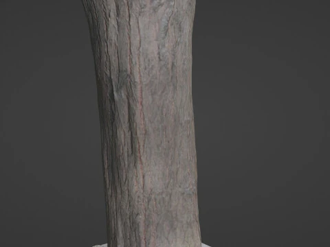 Tree Trunk bark scan 3D Model