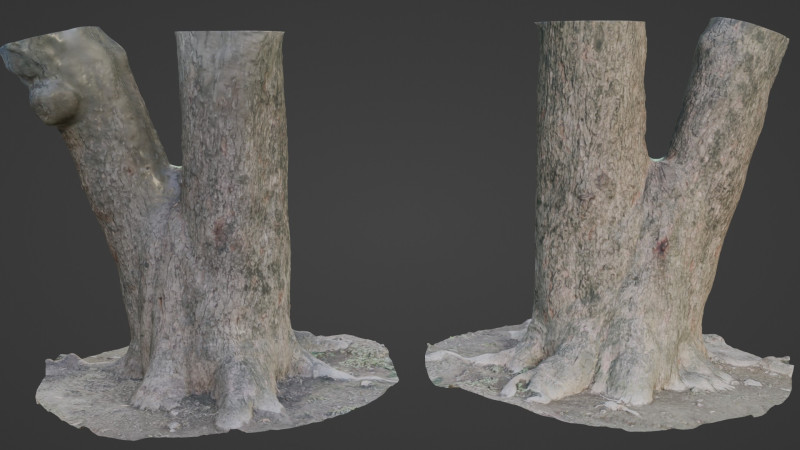 Spliot tree trunks Model 3D .c4d .max .obj .3ds .fbx .stl .blend