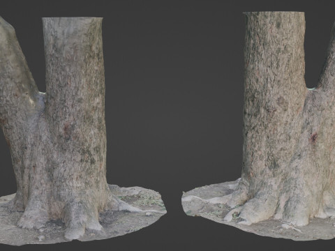 Spliot tree trunks 3D Model