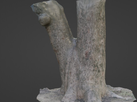 Spliot tree trunks Model 3D