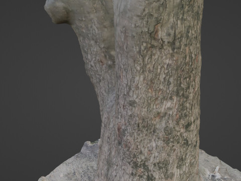 Spliot tree trunks Model 3D