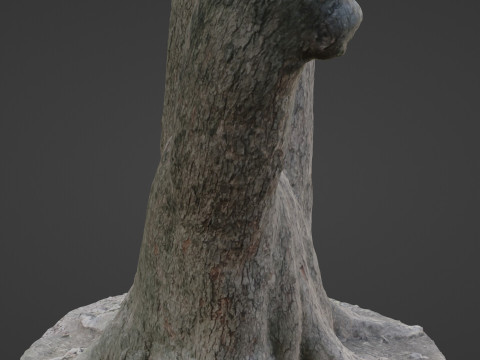 Spliot tree trunks Model 3D