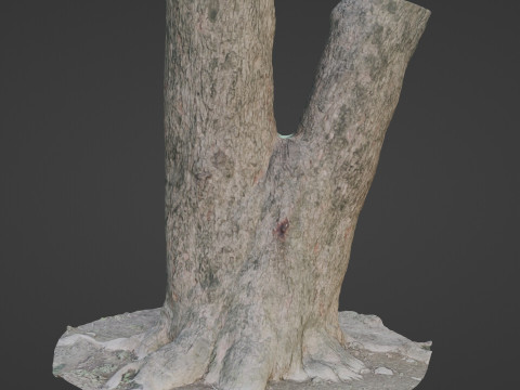 Spliot tree trunks Model 3D