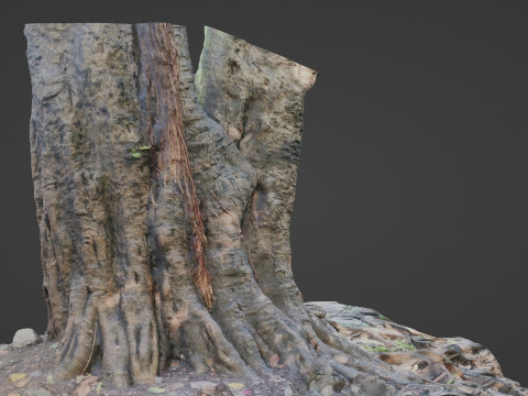 Uprooted Tree 3D-Modell