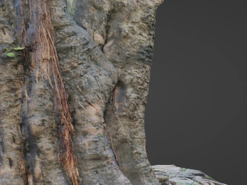 Uprooted Tree 3D Model