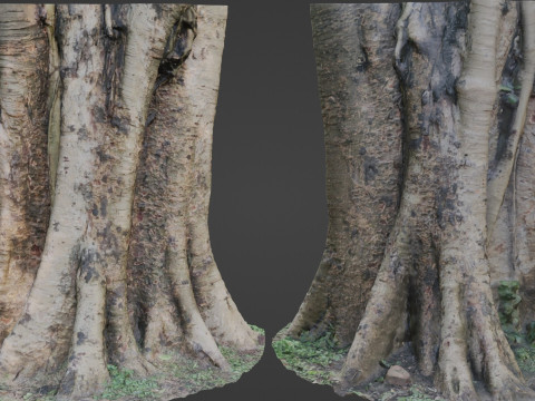Board tree Model 3D