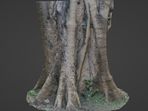 Board tree 3D Model