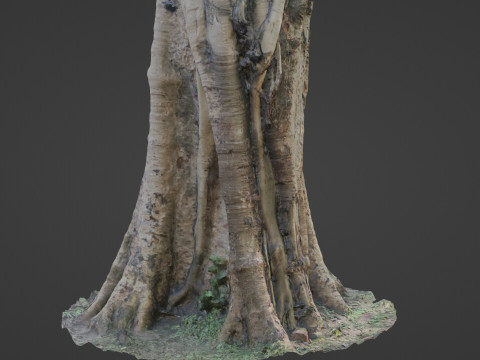 Board tree 3D Model