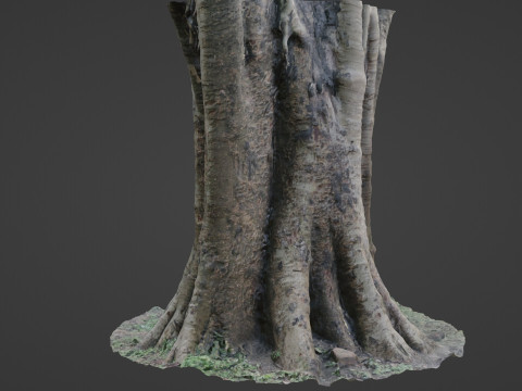 Board tree 3D Model