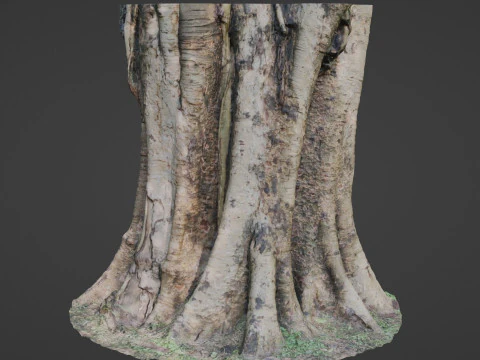 Board tree 3D Model