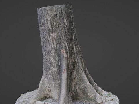 Gaint trunk 3D Model