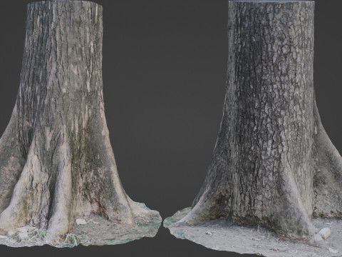 Gaint trunk 3D Model