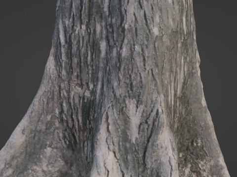Gaint trunk 3D Model