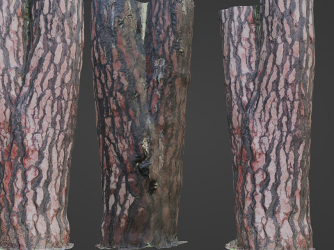 Tree Bark 3D Модель