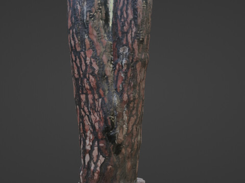 Tree Bark 3D Model